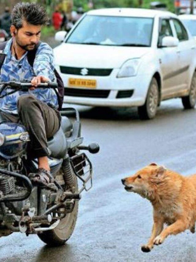 Dogs Chasing Bike In Night