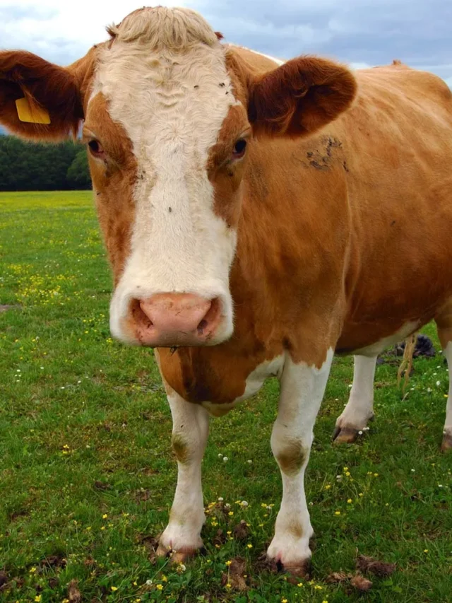 brown-Guernsey-cow