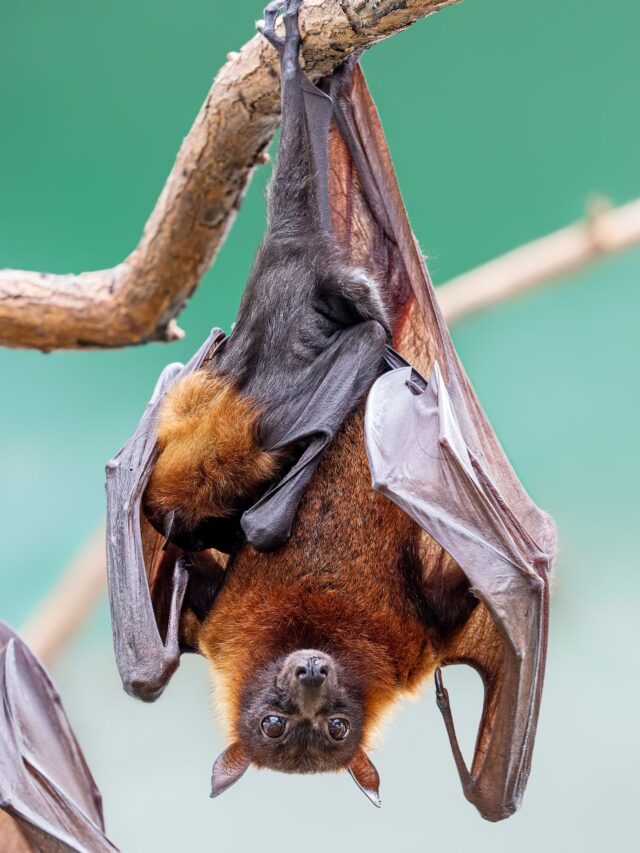 Close up of a female Indian flying fox with pup (Pteropus medius)